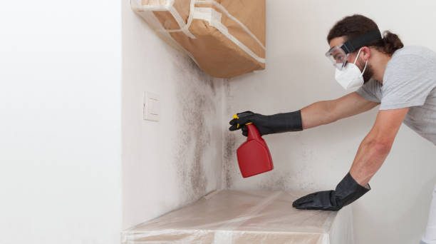 Basement Mold Remediation treatment on basement walls in Boca Raton