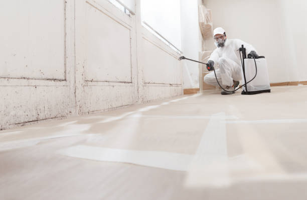 Black mold remediation team in Boca Raton